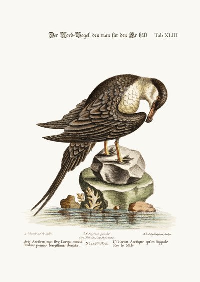 The Arctic Bird, Supposed to Be the Cock, 1749-73 by George Edwards